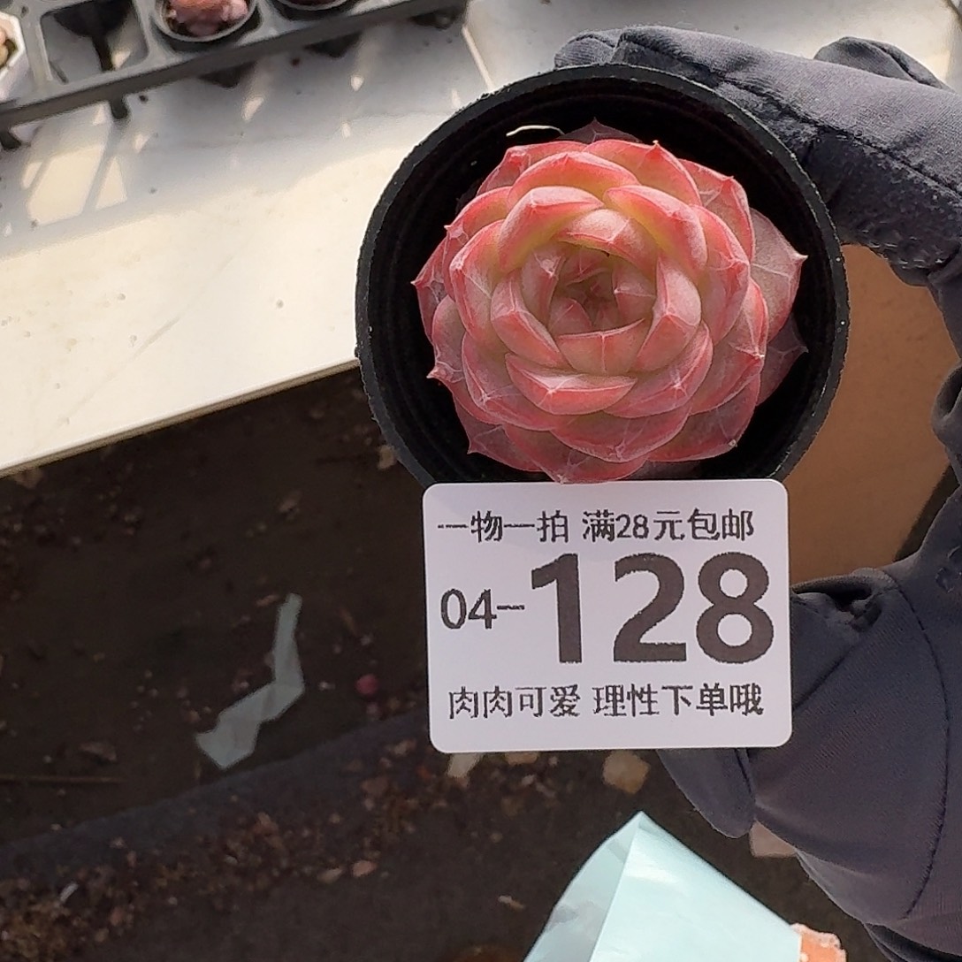 钻石糖无盆土发货无