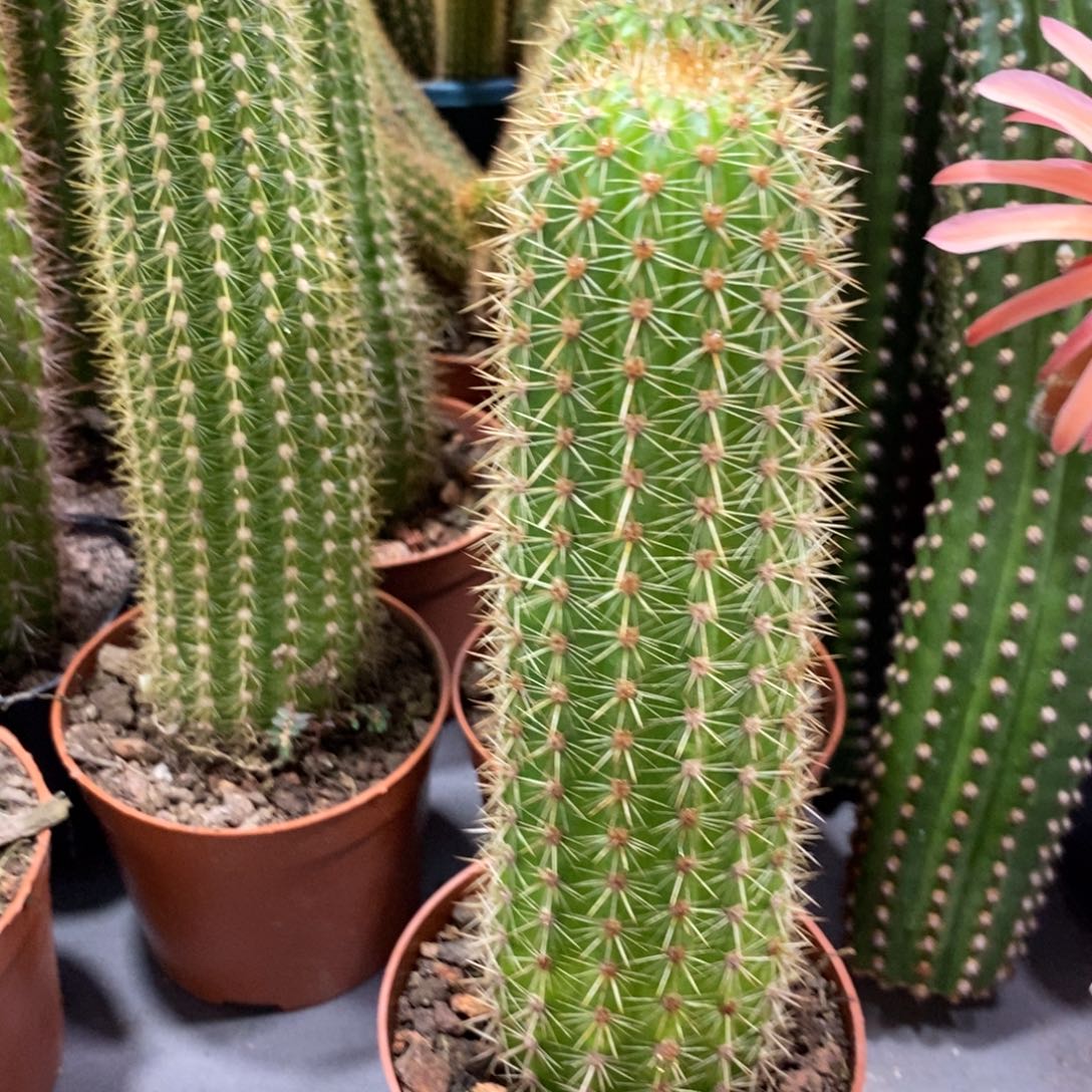 自根时光金妞保15公分