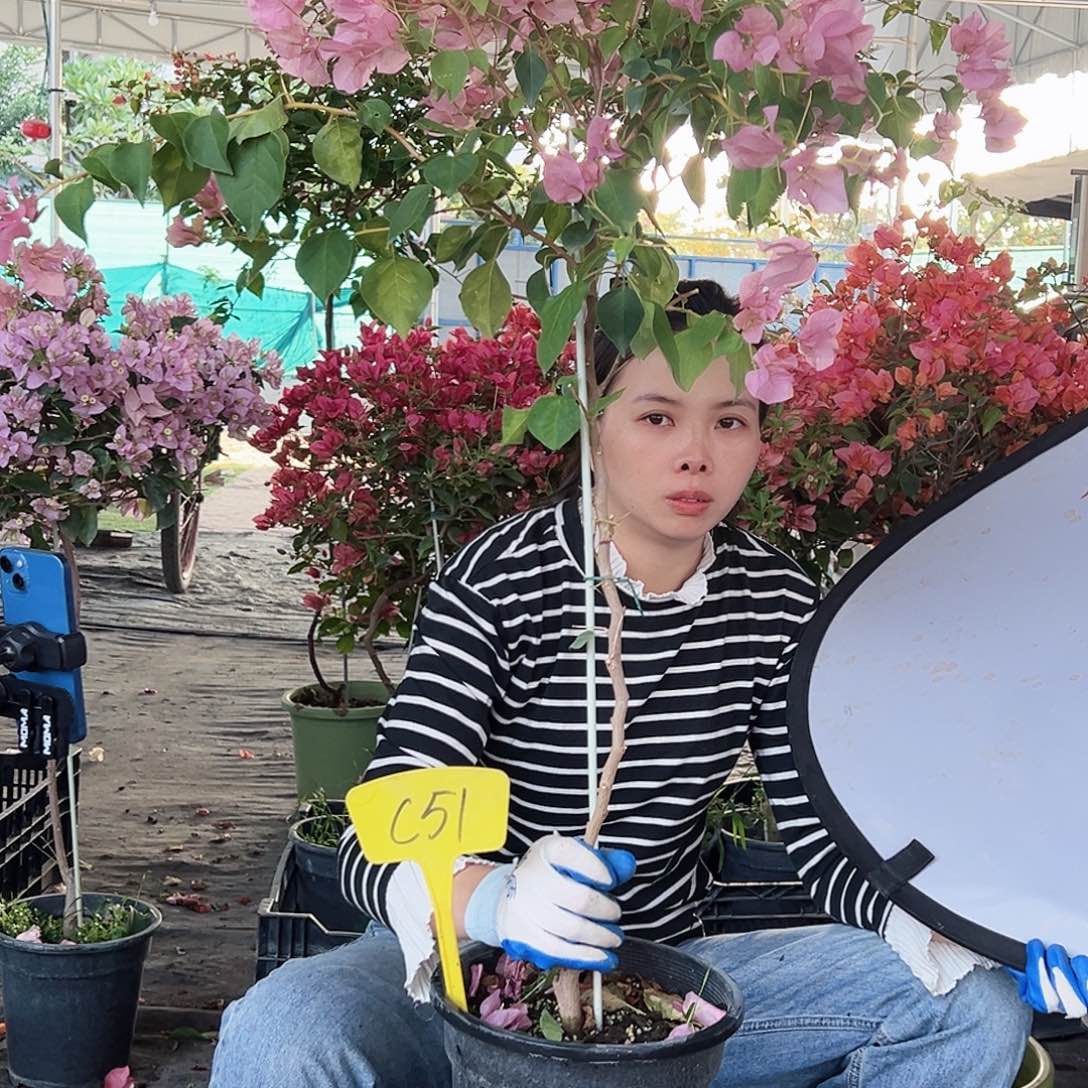 @***儿大部分花苞少量开放C51暗丽