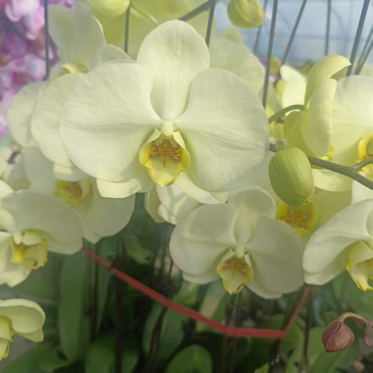 【绿地球】梦语花卉 精品蝴蝶兰 淡绿色大花 大气