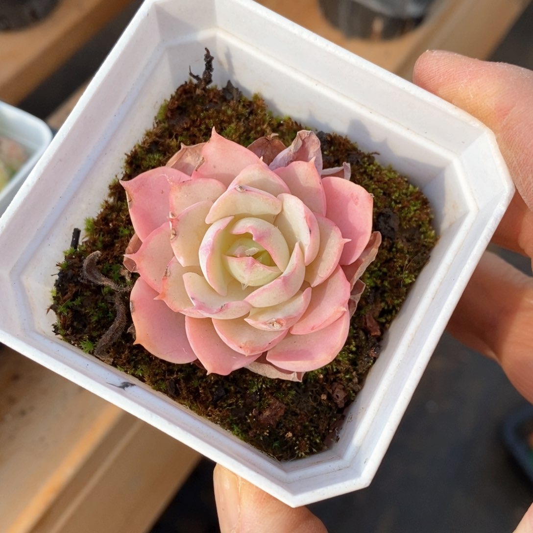 精品多肉一物一拍不包整159