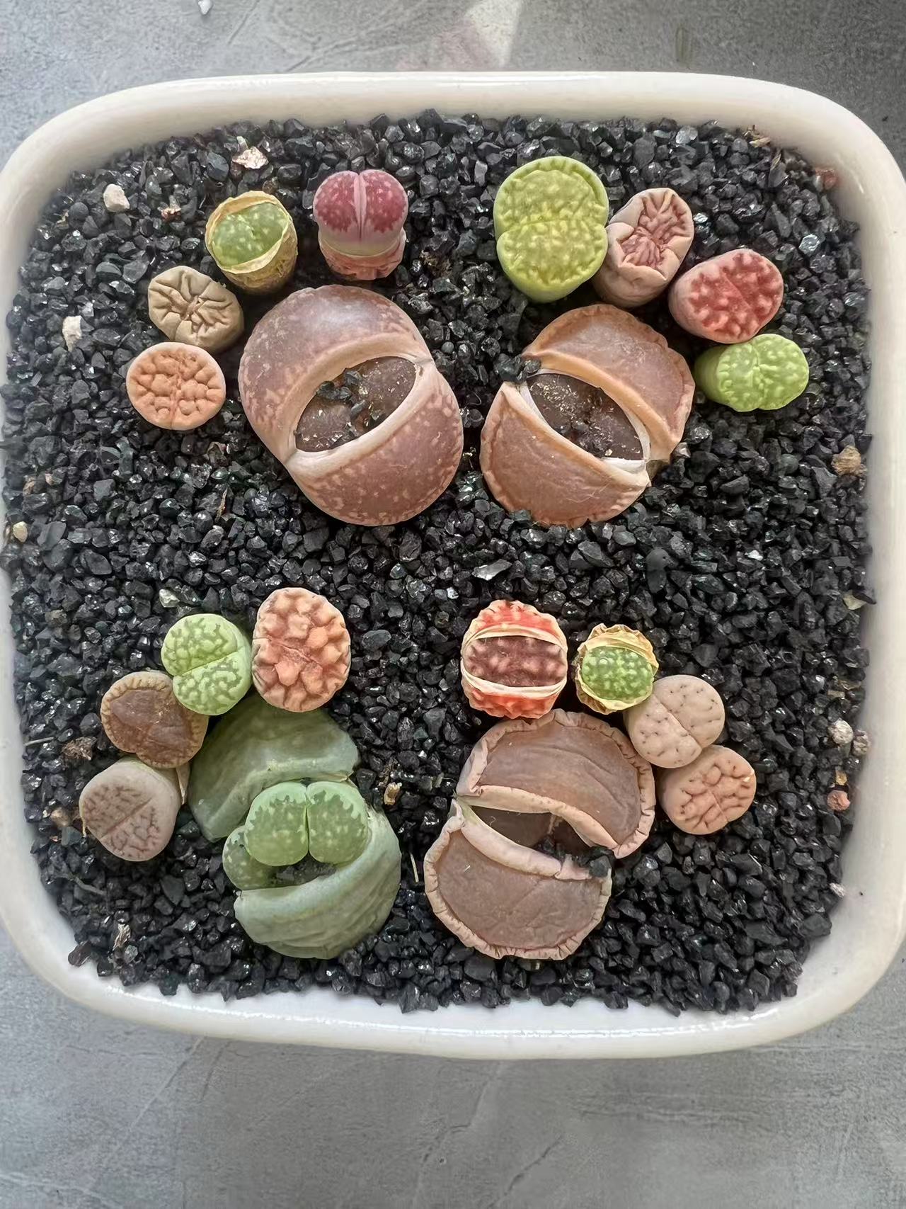 多肉生石花植物盆栽花卉