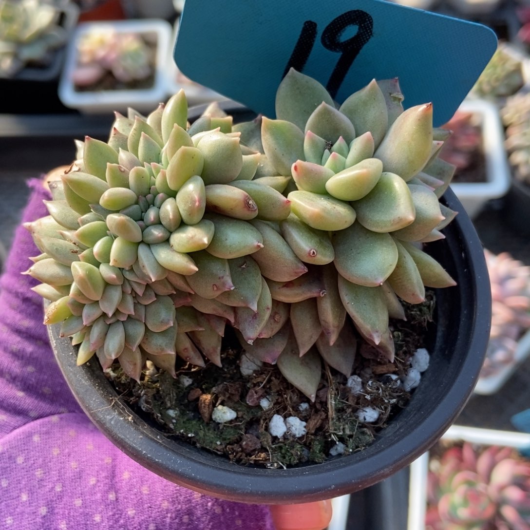 19璀璨缀多肉植物