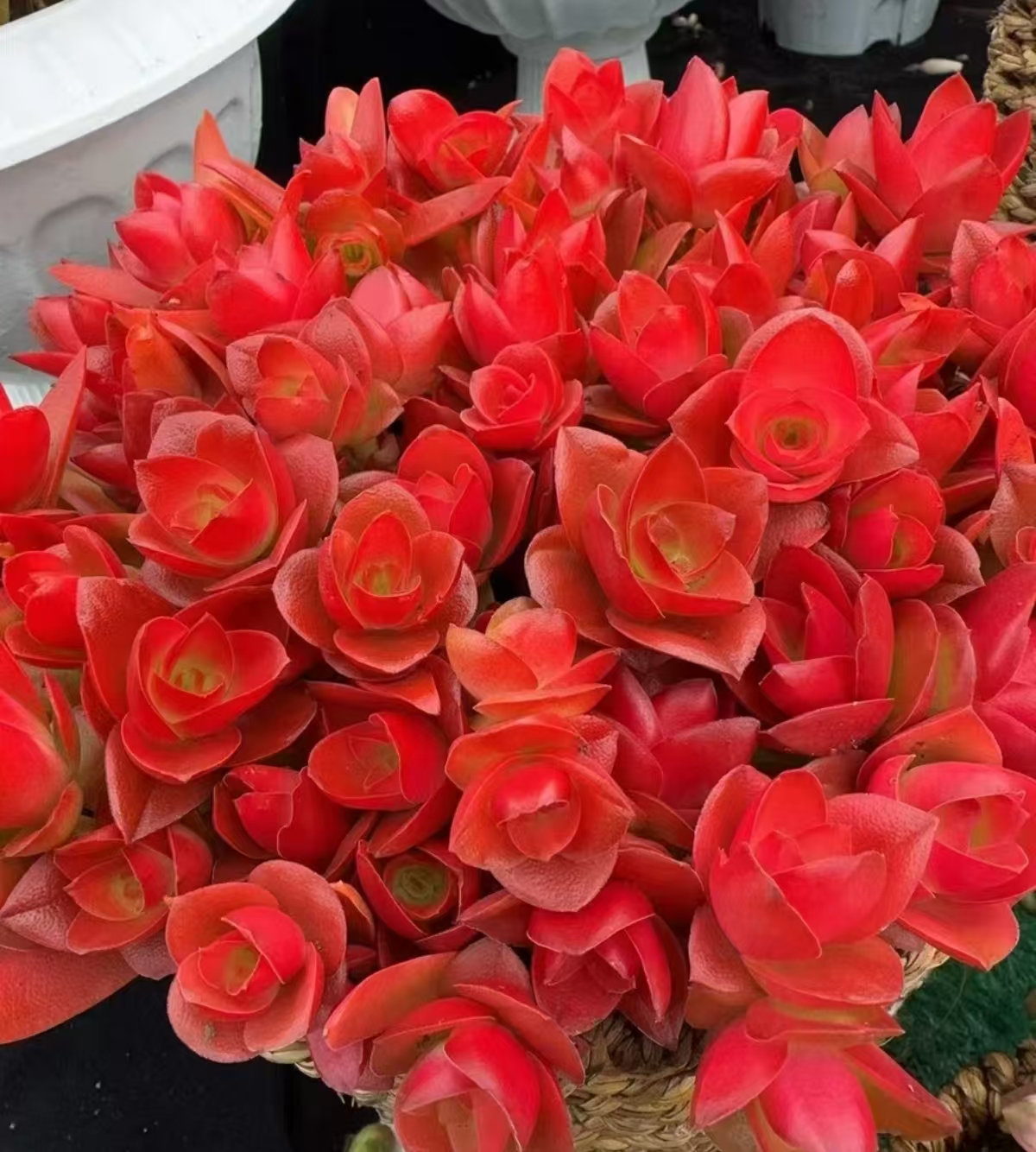 Y大红百合火祭【年宵纳福】室内室外好养适合新手云南盆栽花卉基地