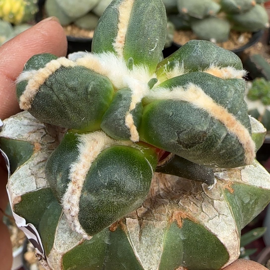 无花朵中筋大型蛋蛋727