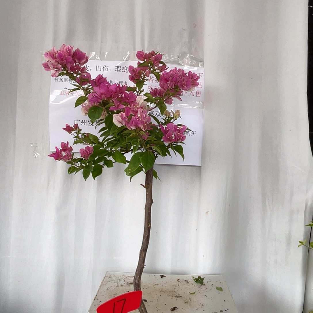 当前无花栽培后可以开花17章红樱