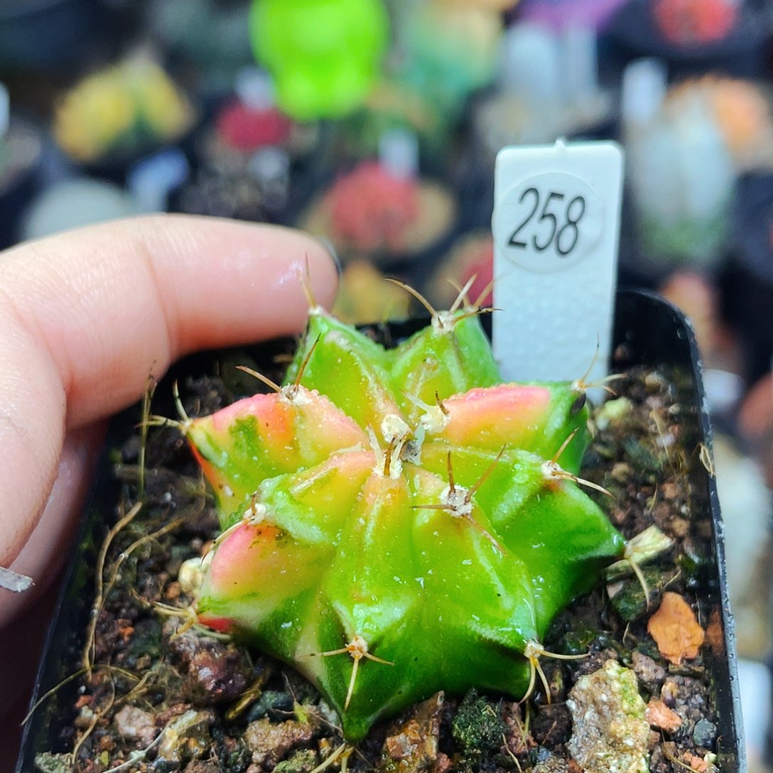 非偏远地区满25包邮仙人球