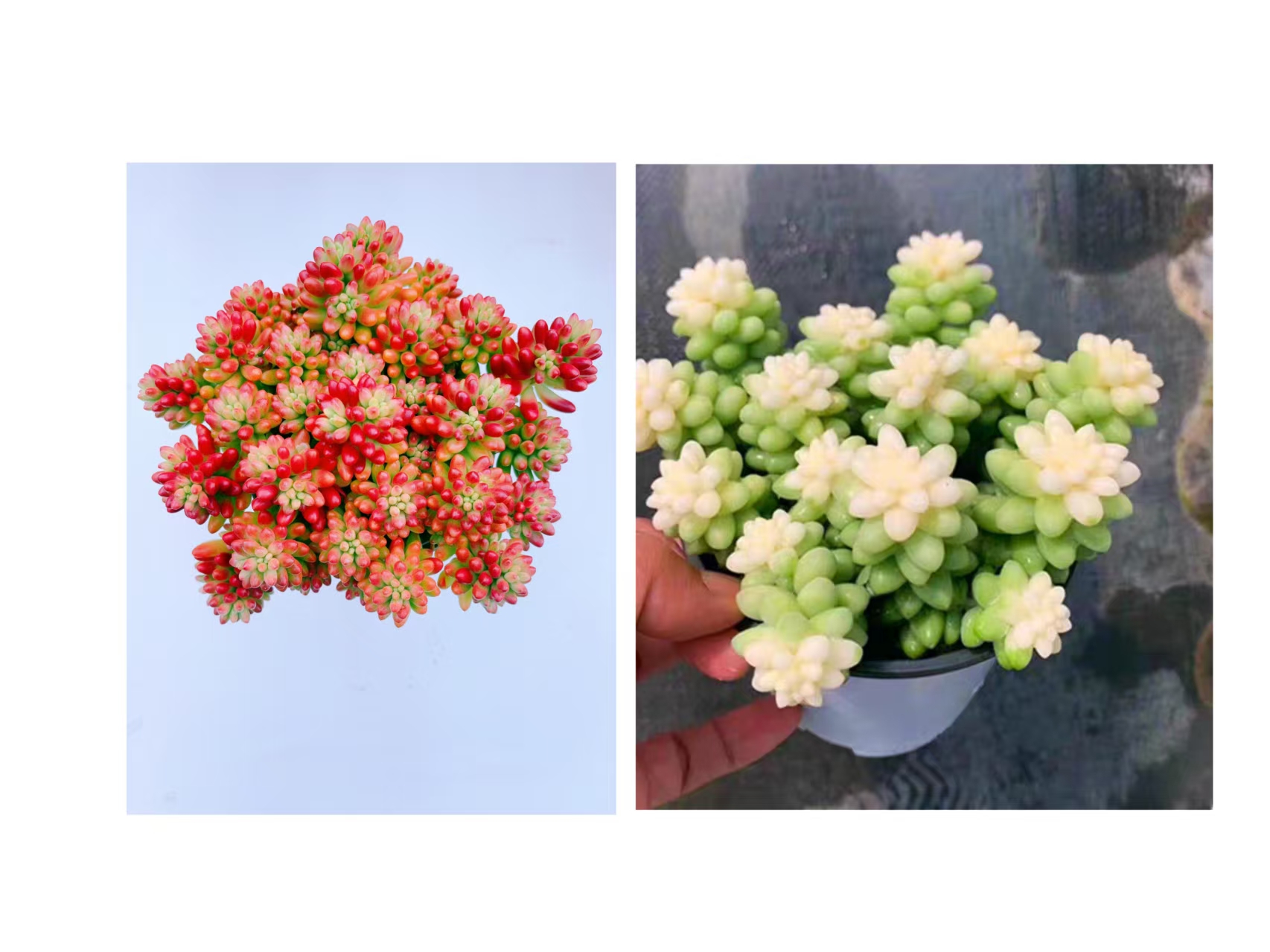 {转运珠+雪花玉坠} 带盆土发  新手好养活 室内外养 金喜多肉