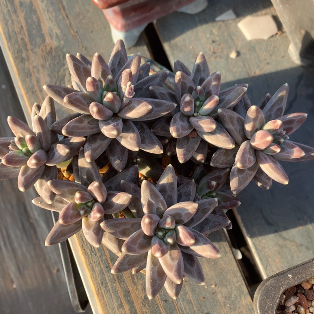 乌拉克拉一物一拍