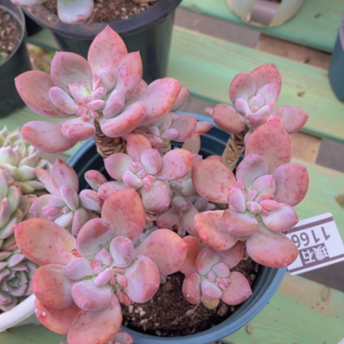 【闪购商品】灰姑娘1166