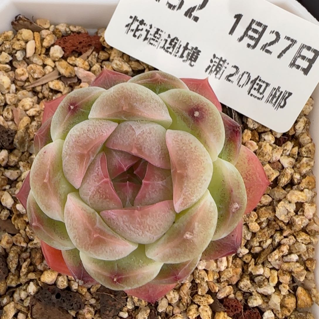 花语逸镜0127-432
