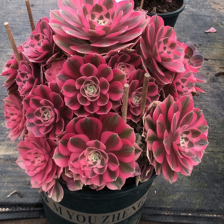 568女巫多肉法师