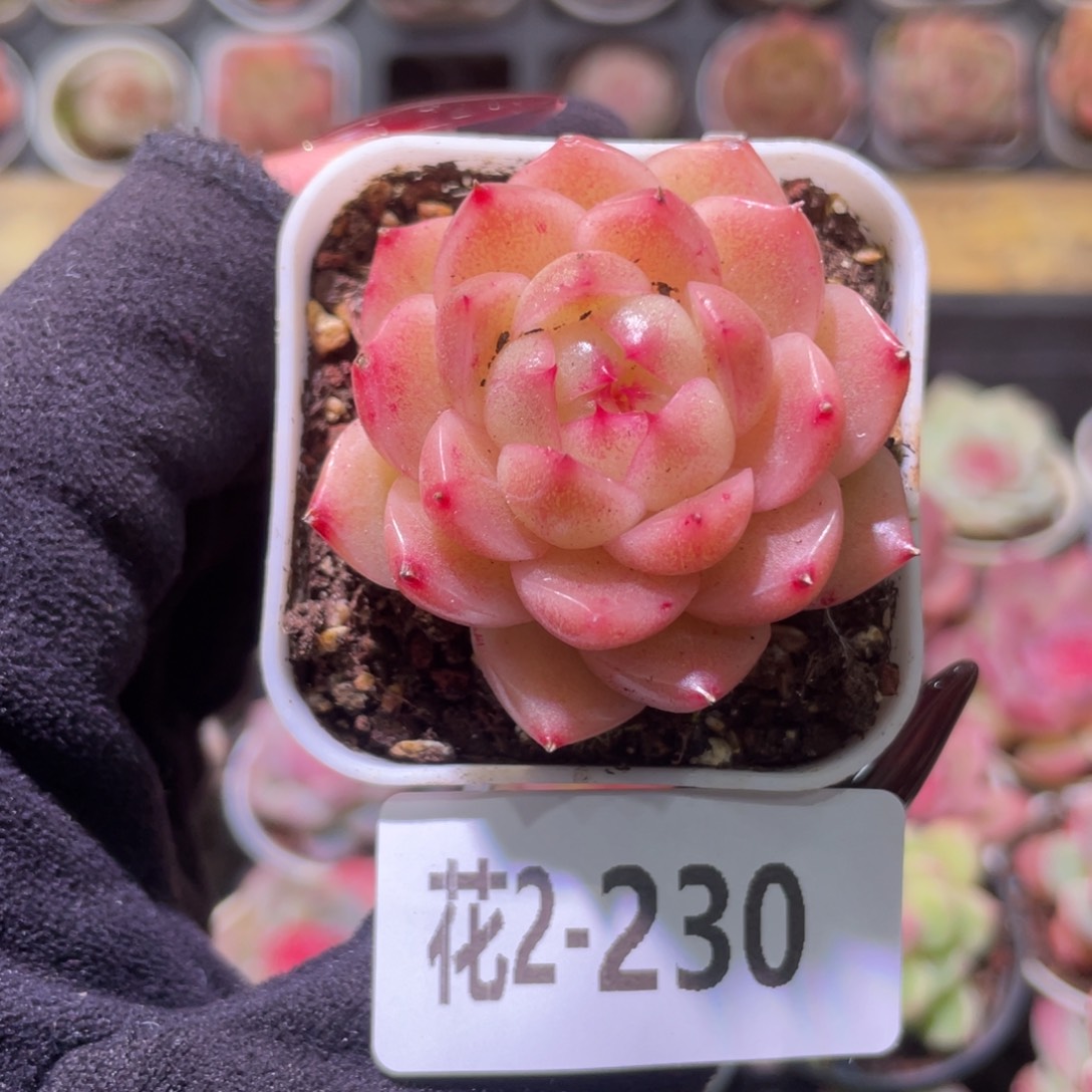 花利美2-230麦秆单头