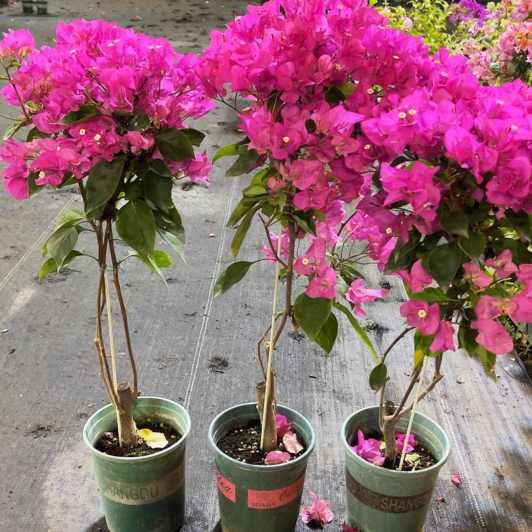 大部分花苞少量开放宫粉带竹一颗