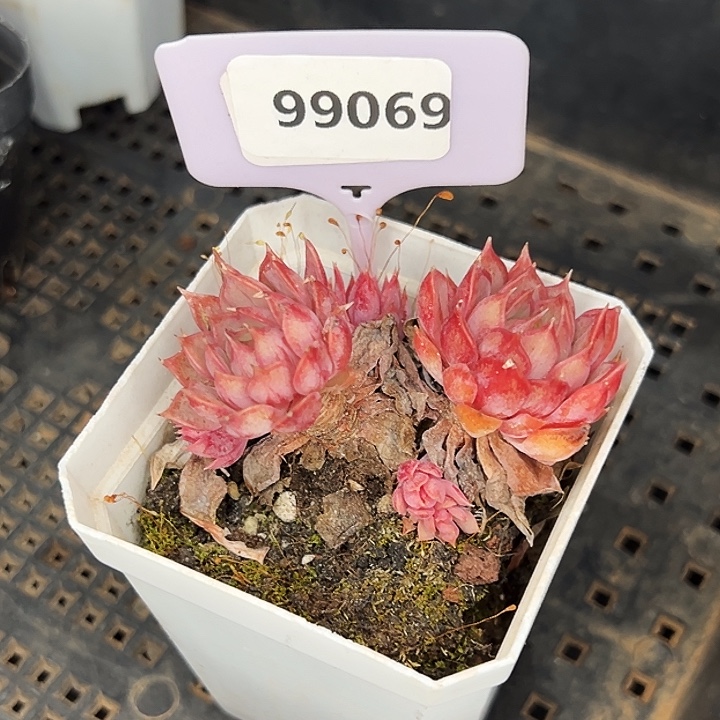 李***数糖心。   99069号。 