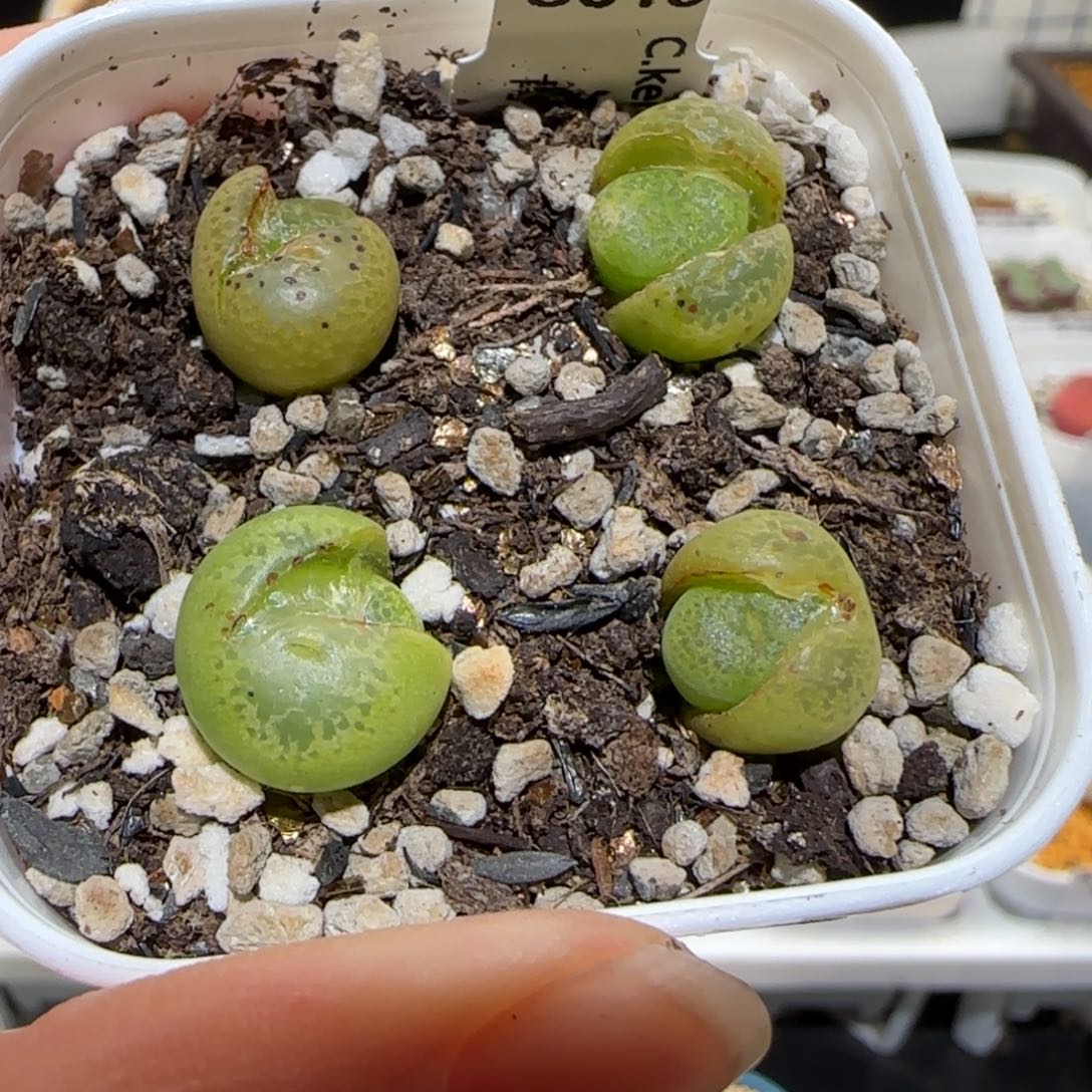 肉锥多肉植物百科-肯尼迪953一盆有疤