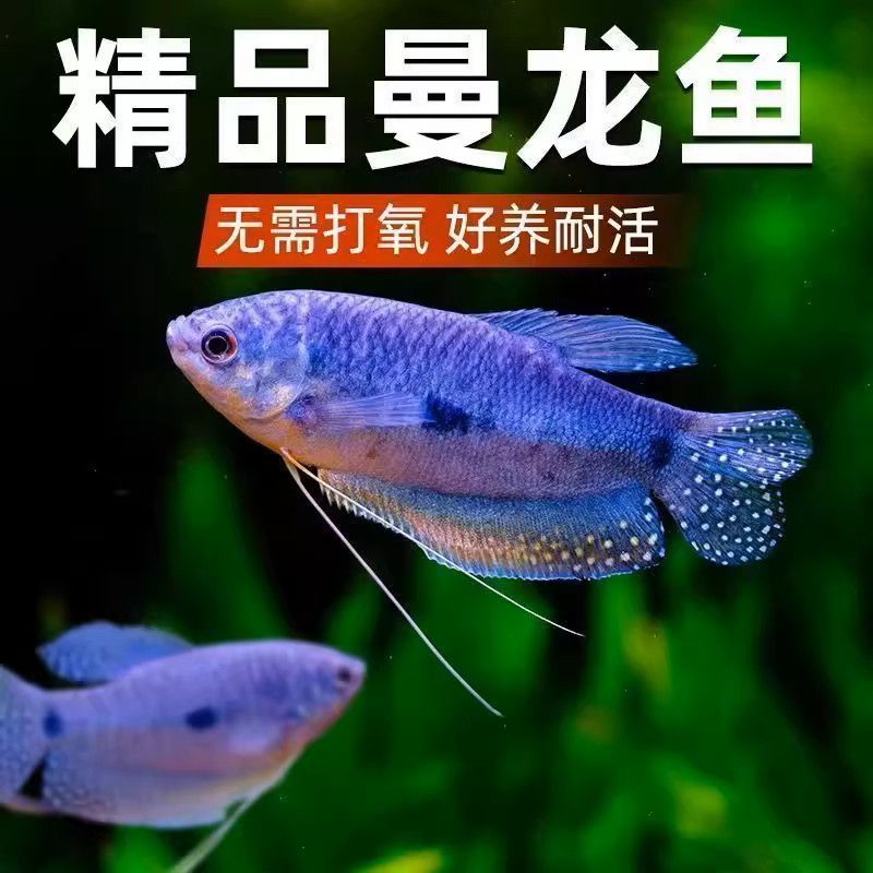 五彩丽丽观赏鱼珍珠球吃蛋白虫耐活蓝曼孔雀鱼鱼观赏鱼彩虹龙鱼