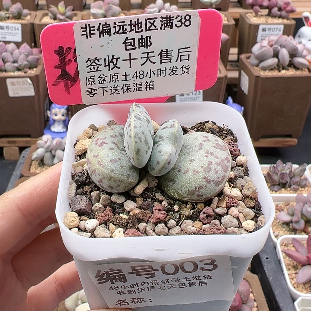 003巨型花蛋多肉
