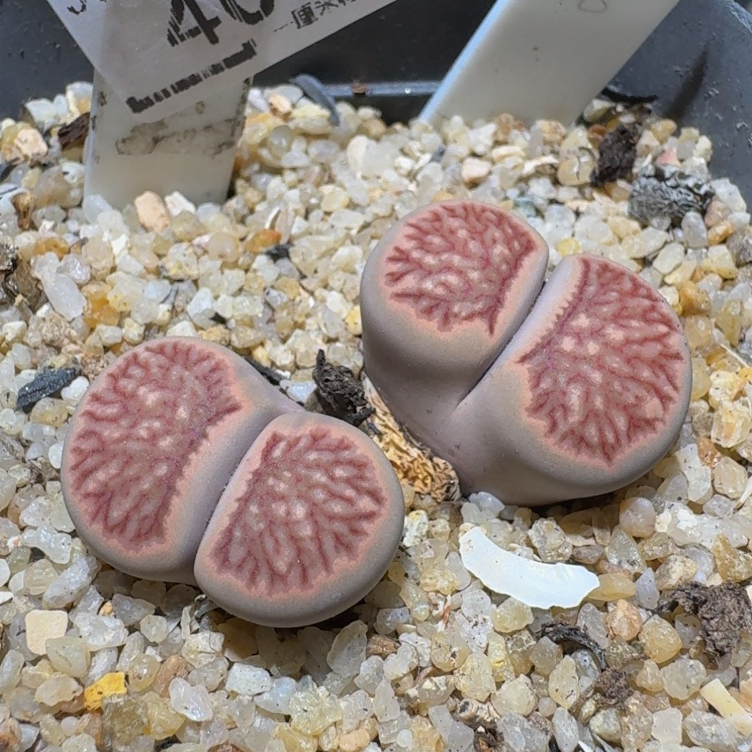 Ssss精品生石花403
