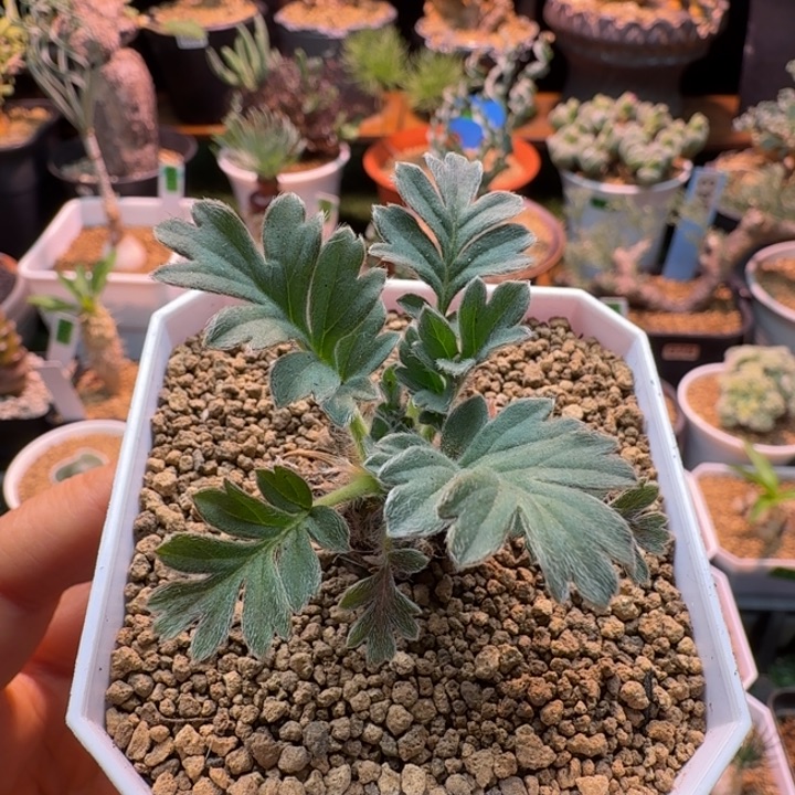 粉白花洋葵056 仙人球