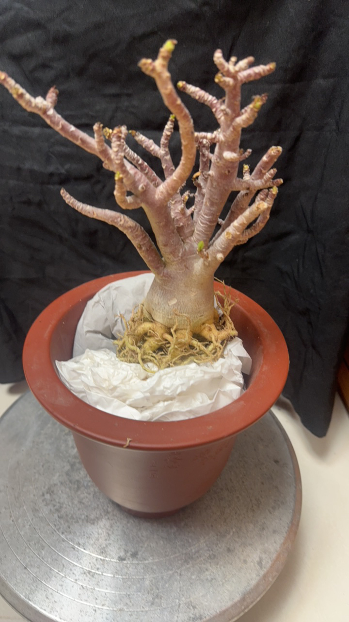 泰国进口黑皮沙漠玫瑰