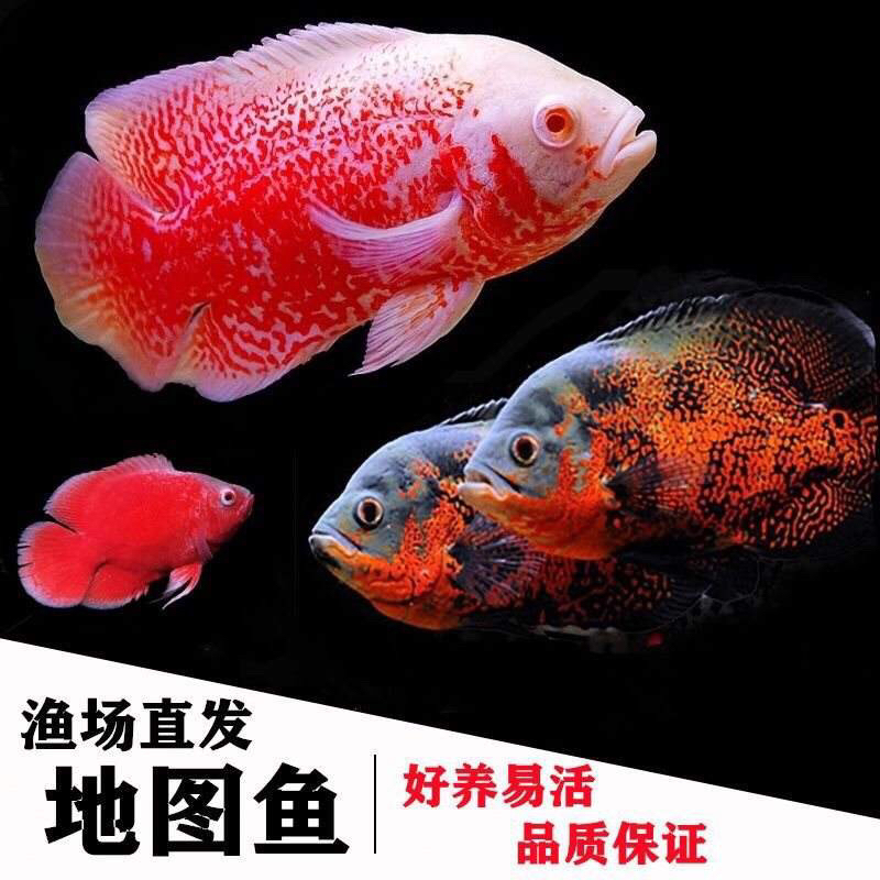 黑白地图鱼苗6-8cm一条