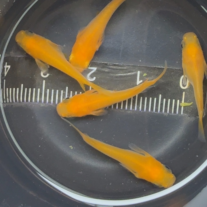 青鳉鱼红出目短体4号