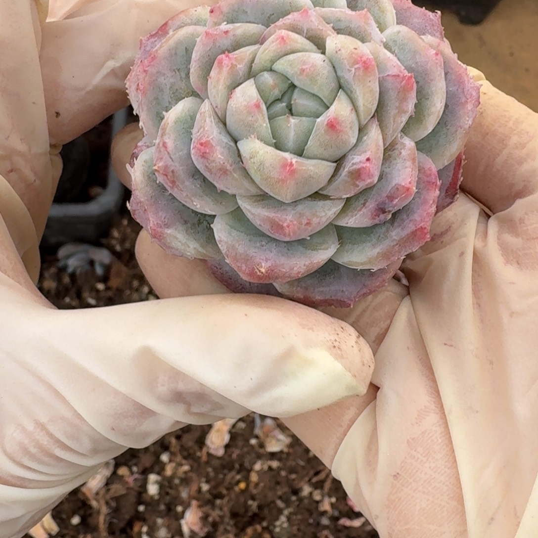 L***L哈哈哈哈哈哈哈哈哈哈