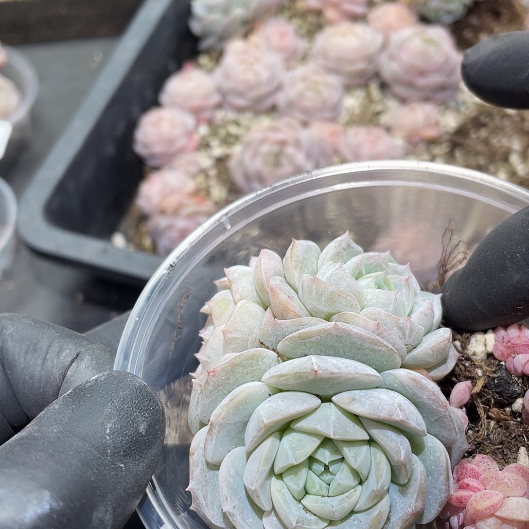 悠***悠202。 定。               