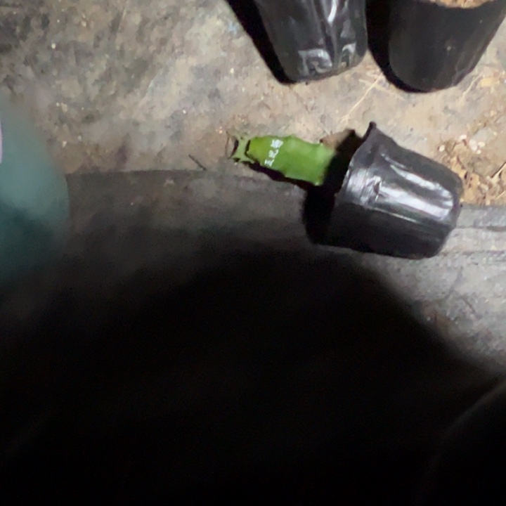 博***闻丘比特嫁接单片小苗一颗未缓苗