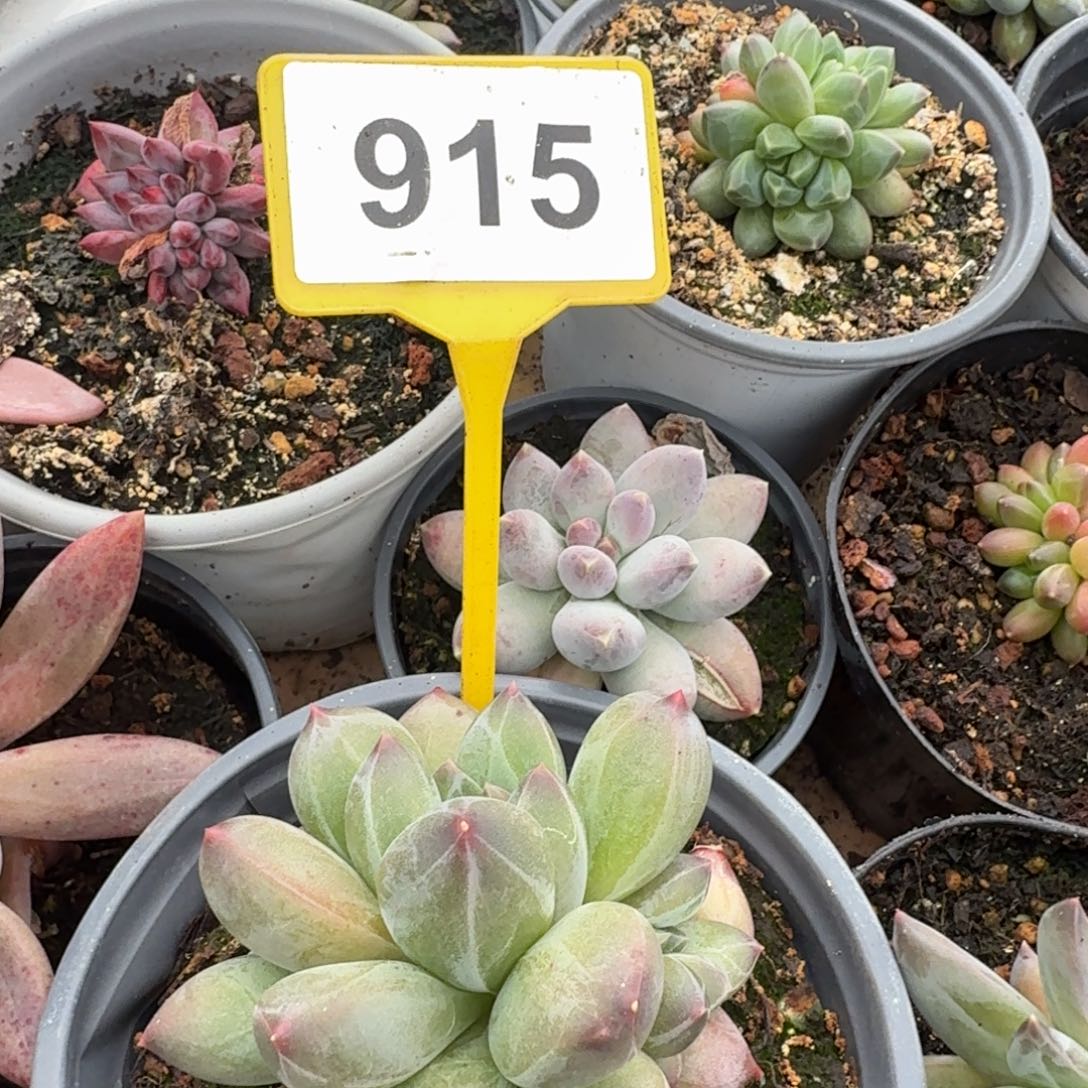 多肉植物彩体重楼