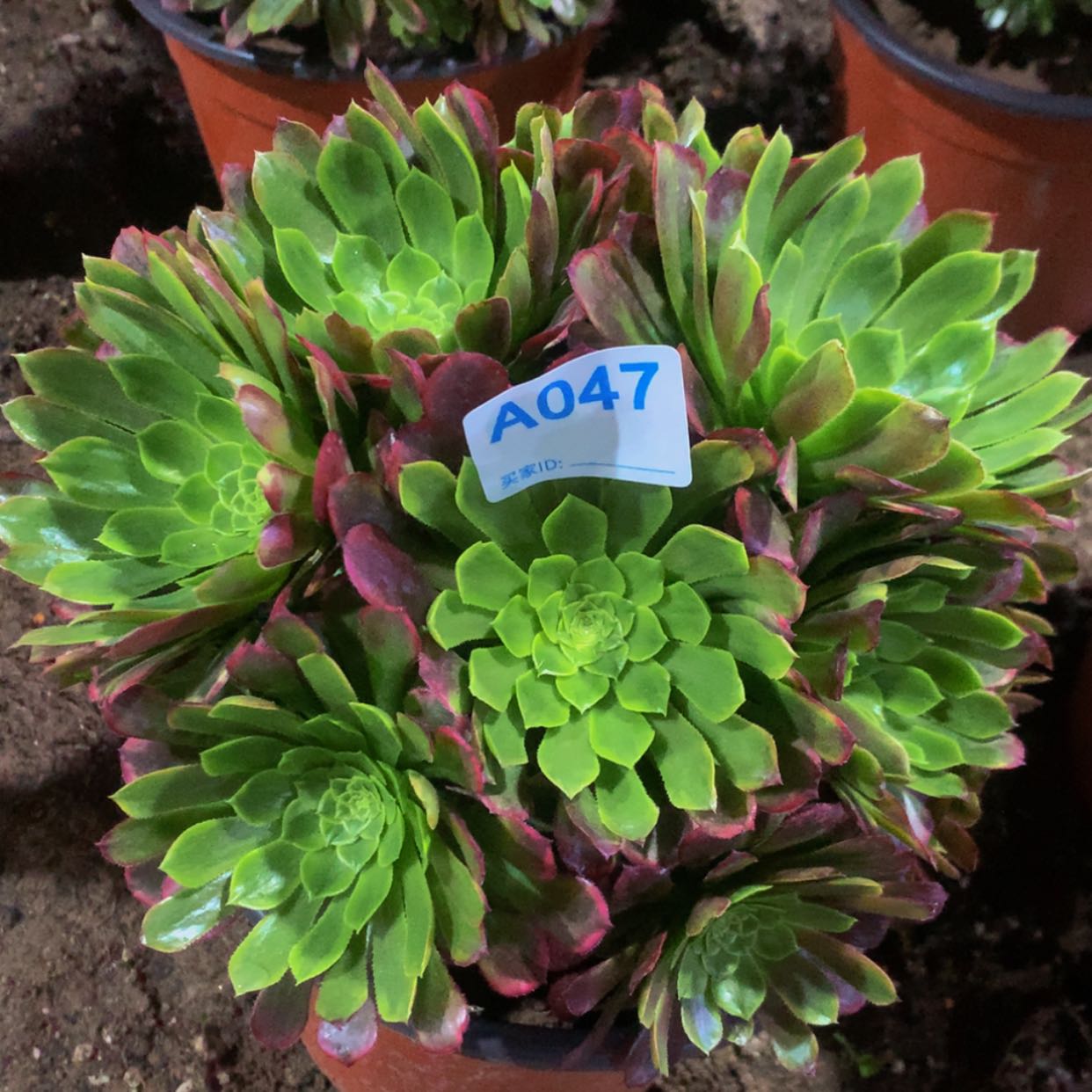 【闪购商品】047嘉年华多肉