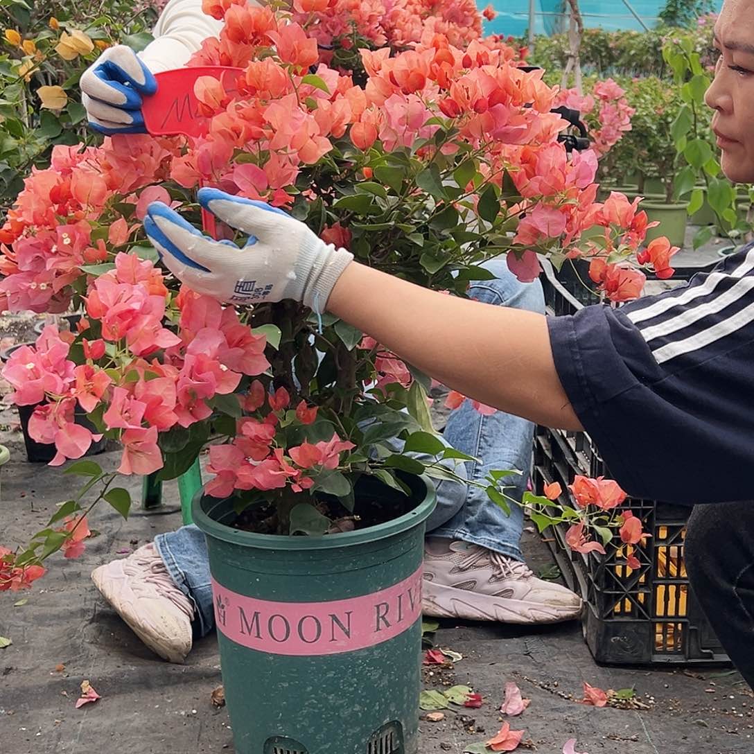 魏***常大部分花苞少量开放M45不甜