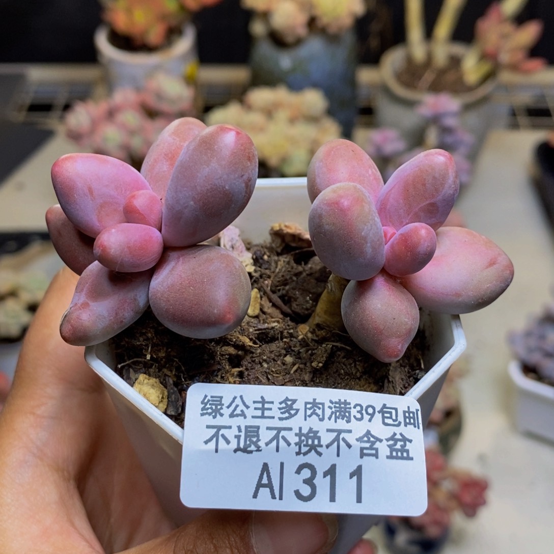 311糖果美人多肉5c m