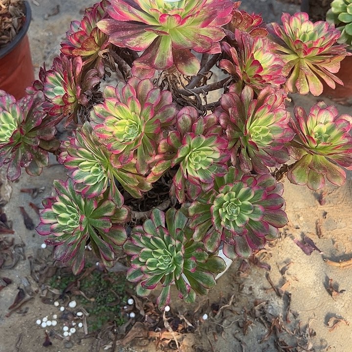 2.15-17舞天姬多肉1