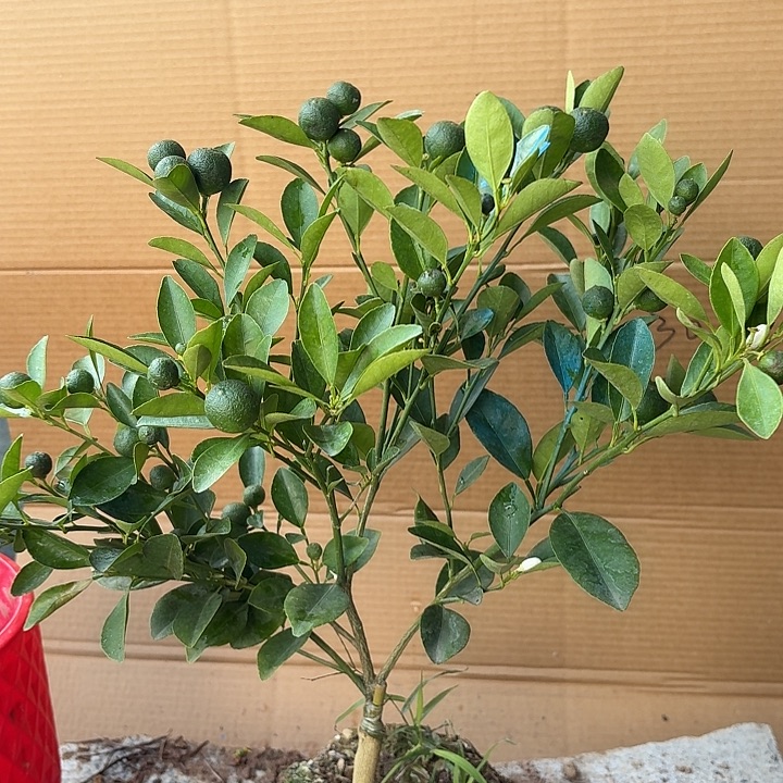 无花朵四季桔一物一拍23米