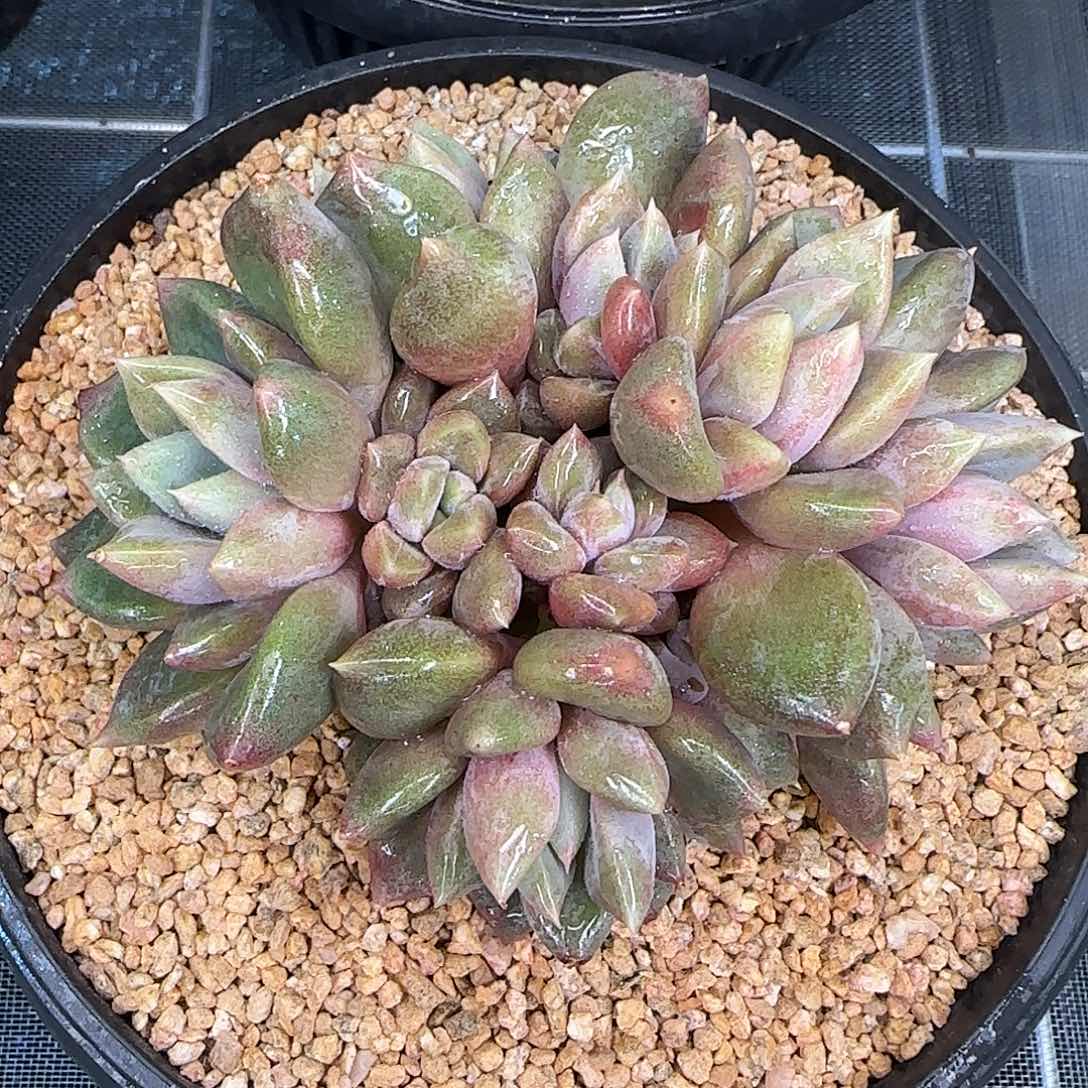 从前慢花园精选红象牙小