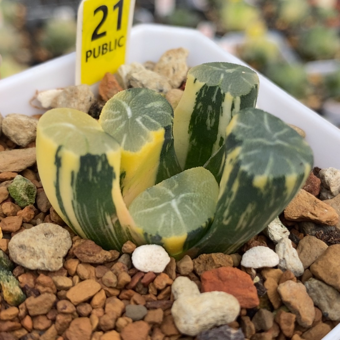 21白妙万象锦一物一拍