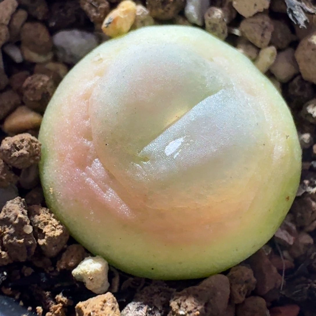 12-25-124拉登1473.18