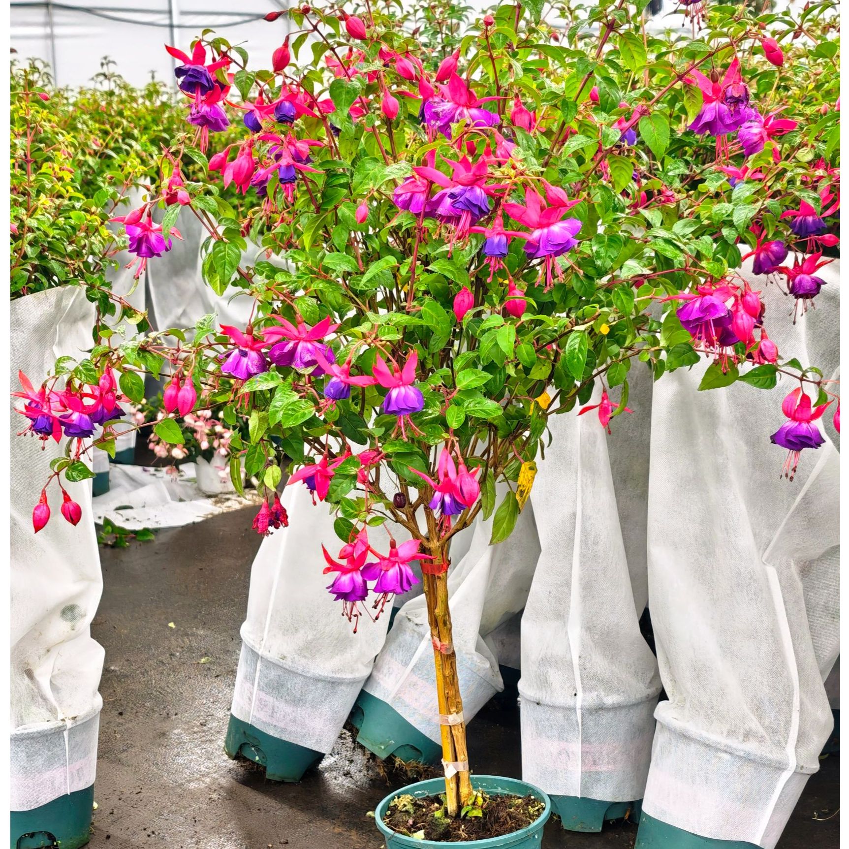 倒挂金钟【紫色】盆栽耐热适合阳台庭院种植好养易活花卉