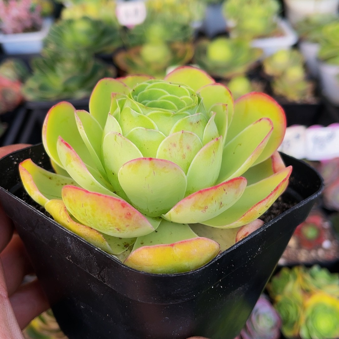 冰封王座 非偏远包邮 多肉