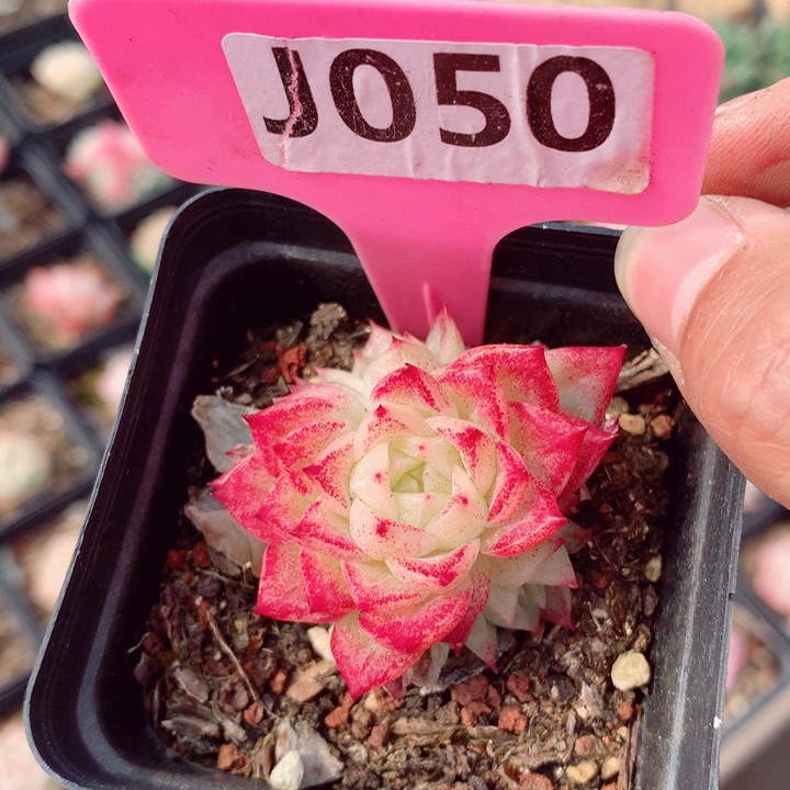 麦秆5cm多肉植物