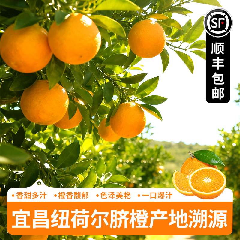 【直播间福利】宜昌纽荷尔脐橙现摘好剥橙子当季水果橙子