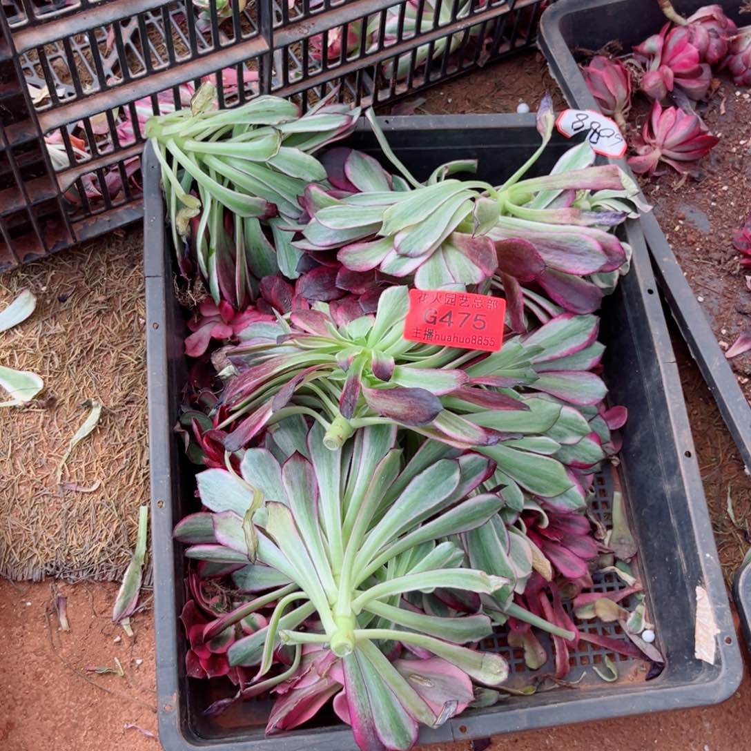 组合475多肉植物