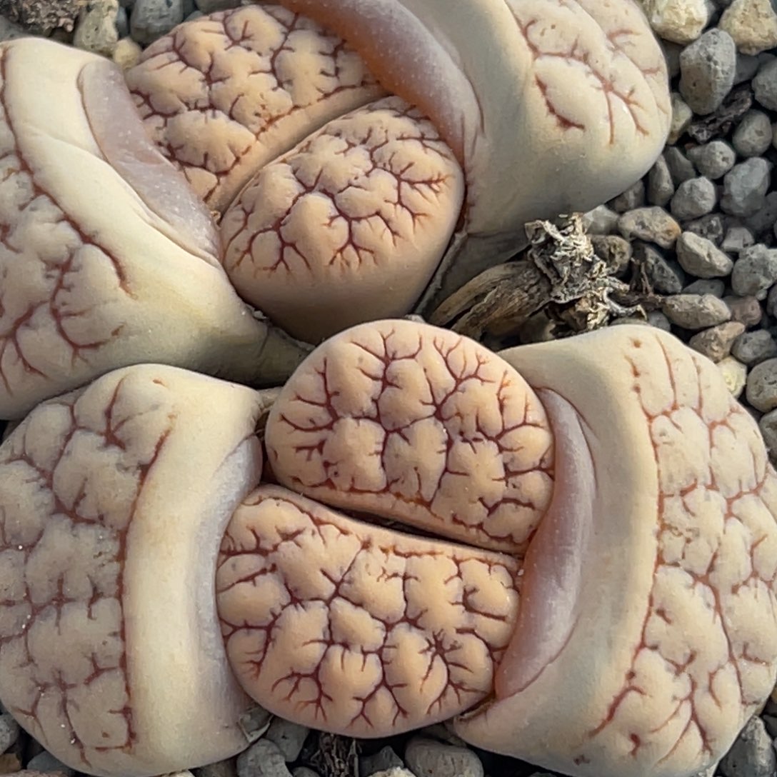 8855双头红纹261一颗