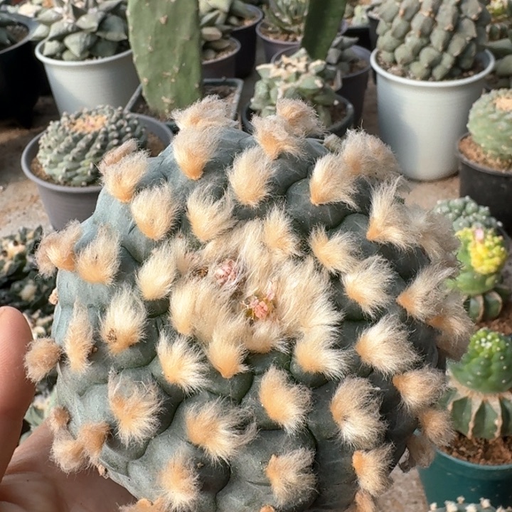 ?****鱼两个仙仙人球植物