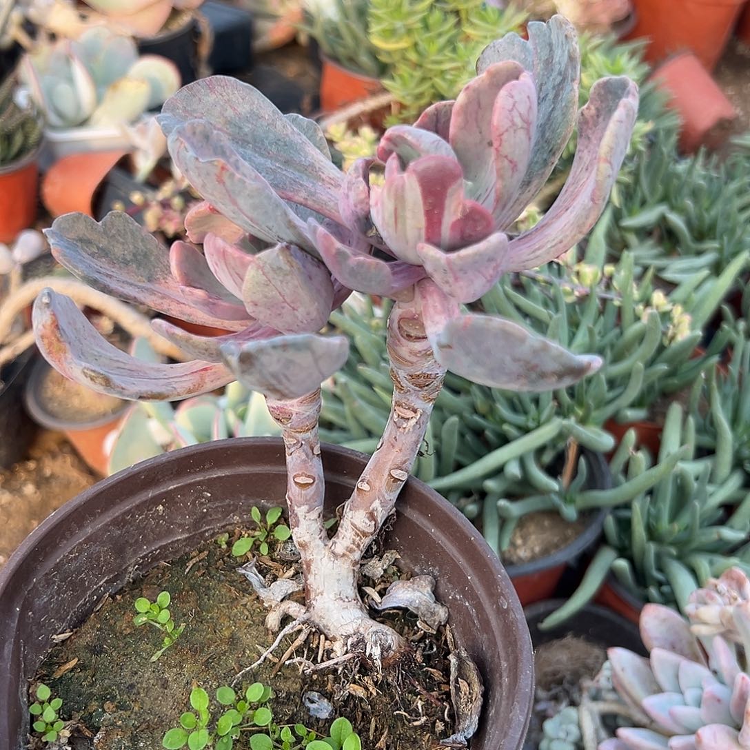 多肉植物中号提琴