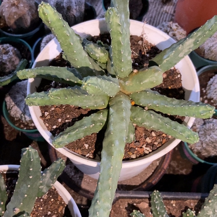 情***处仙人球水仙晴朗一物一拍