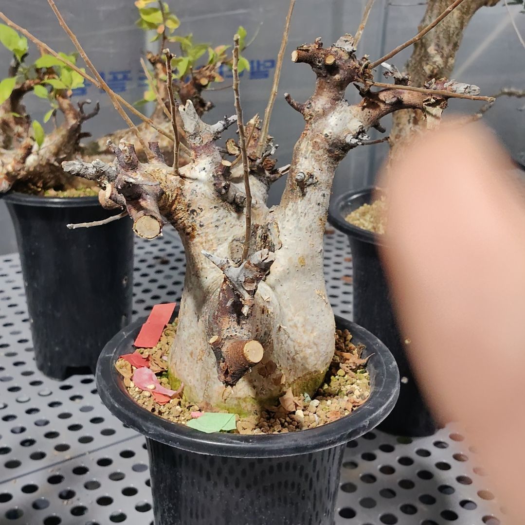 产地威迪橄榄熟桩可寄养