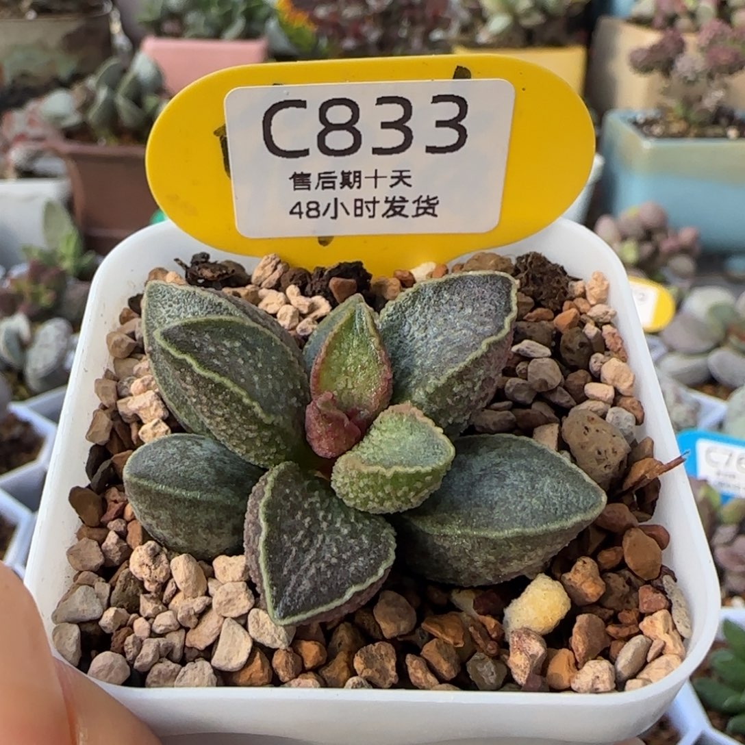 胖虎水泡多肉一物一拍。   833。        